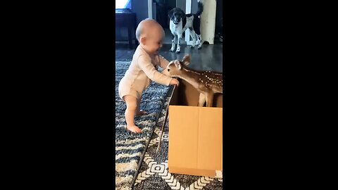 deer playing with cute 🥰 baby