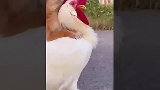 Funny Dog And Chicken #funnyvideo #mostviralvideo