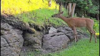 Lunchtime at the cottage