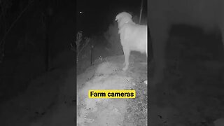 Farm cameras: monitoring animals