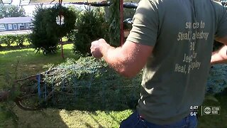 Christmas trees helping addicts recover