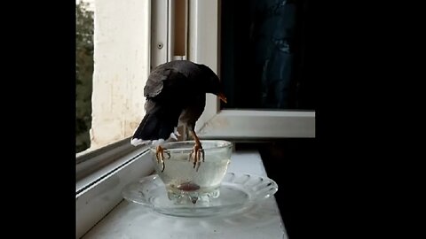 Funny bird drinks water from a vase. #shorts