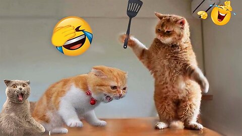 Funniest Animals 2024 😂 Best Funny Cats and Dogs Videos 😻🐶 Part 1 @Funnycatbabies