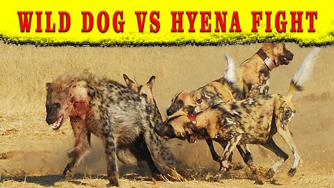 WILD DOG VS HYENA FIGHT || Wild Dog & Hyena Punching Match