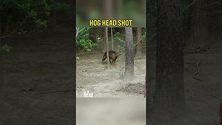 I SHOT A HEADSHOT ON A HOG #shorts