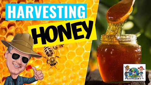 The Secret Lives of Bees I Part 3 – BIRTH OF A BEE & HARVESTING HONEY