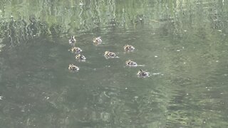 Adorable ducklings 😊