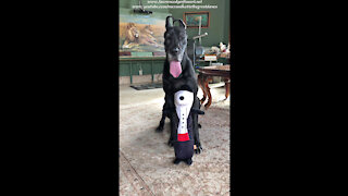 Happy Great Dane Sits Pretty With Her Mr Snoopy Dog Toy