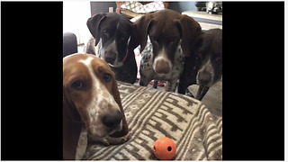 German Shorthaired Pointers Obsessed With Basset Hound's Toy Ball