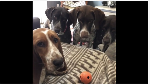 German Shorthaired Pointers Obsessed With Basset Hound's Toy Ball