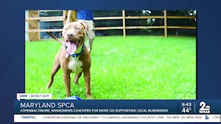 Pets up for adoption at the Maryland SPCA