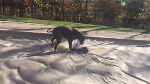 Dogs play on giant waterbed!