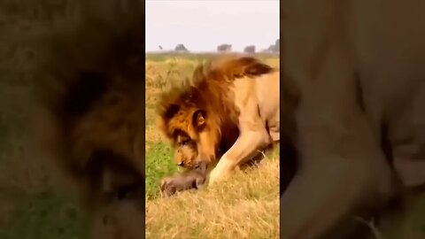 Lion King pet a Orphan Warthog #shorts #nature #science