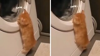 Curious Kitten Adorably Watches Washing Machine