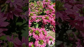 Vibrant Fairy Fanflower in Bloom