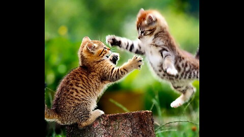 cat fighting meme