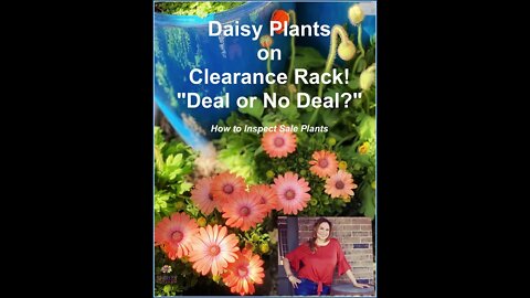 Daisy Plants on Clearance Rack! How to Inspect Plants Before Buying Them! Shirley Bovshow