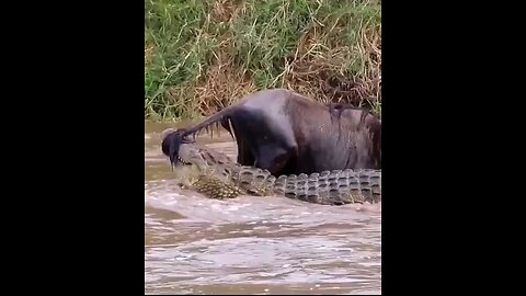 crocodile 🐊 attack in water 🌊 viral shorts