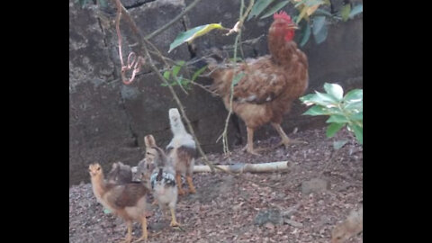 Mama Hen protecting her babies!