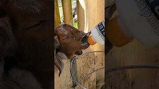 Bottle feeding baby goat #shorts