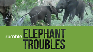 Compilation of determined elephants shows why they're such amazing creatures!