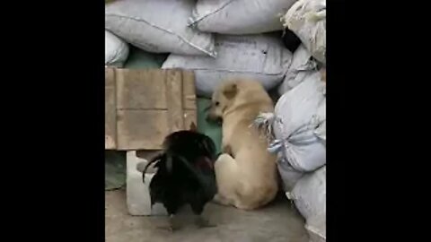 dog gets owned by chicken! epic battle