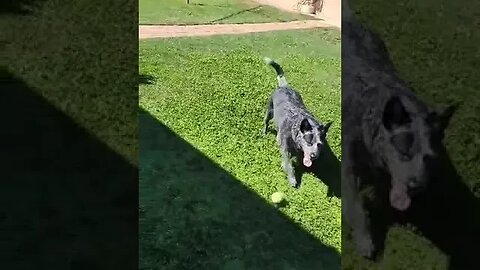 Lilly and Oslo playing at their BBQ