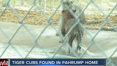 Exotic animals seized from Pahrump home, second time this month