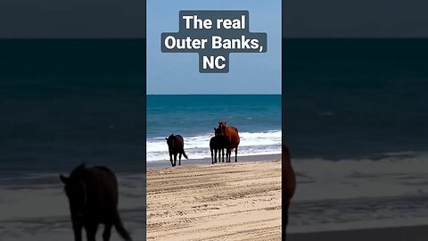 The Real Outer Banks, North Carolina. Got a new baby out and about!