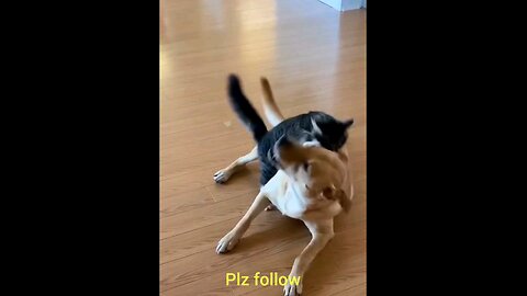 funny_moments funniest_moment_cat_and_funny_Dog_😱😱🤣