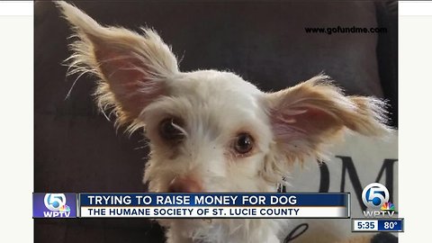 Humane Society of St. Lucie County says help needed for dog with broken leg