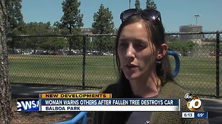 City denies woman's claim after tree falls on car in Balboa Park
