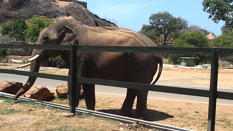 The Jungle Tasker Elephant at temple