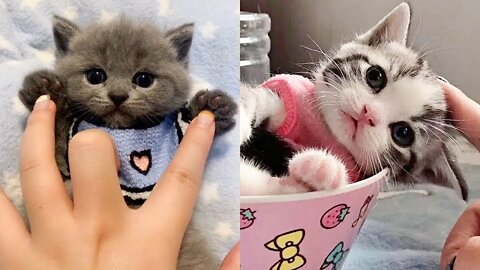 Lovely Super Cute Kittens In The World #8 Cute VN