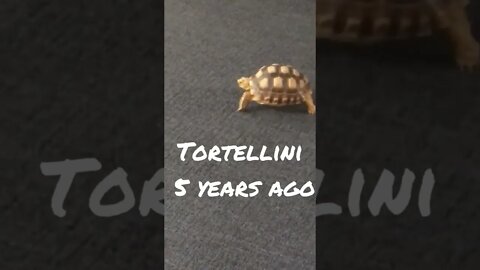 Tortellini the Tortoise year 2017 #sulcata #sulcatatortoise #tortoise #shorts #familyguy #starwars