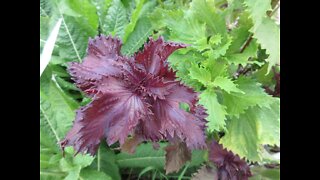 Many Health Benefits Shiso September 2021