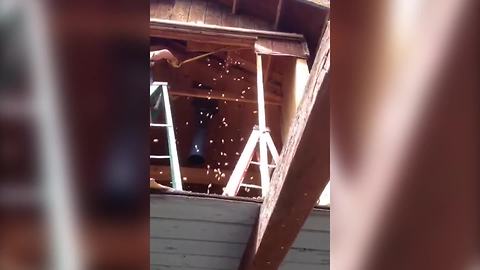 "Man Tears Off Roof And Acorn Shower Falls Out"