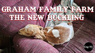 Graham Family Farm: The New Buckling