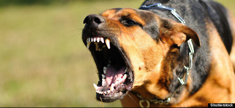 How To Make Dog Become Fully Aggressive With Few Simple Tips