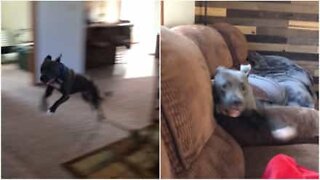 Hund försöker hoppa till soffan men hamnar på golvet