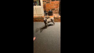 “Bang” puppy learning new tricks