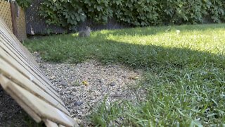 Backyard White breasted Nutthatch