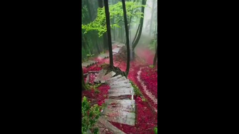 Pioggia nella foresta