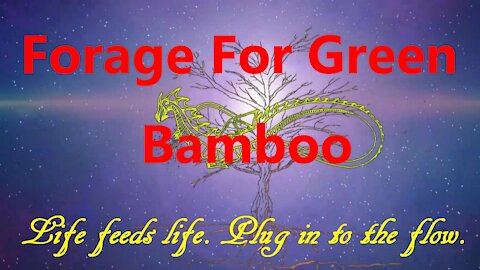 Forage for Green Bamboo