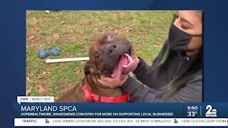 Tonka is looking for a new home at the Maryland SPCA