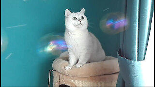 Bubblenado! Overly Dramatic British Shorthair Cat has fun with bubbles! Hilarious!