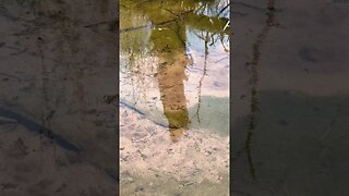 Bubbling Springs Nature Trail PEI Canada