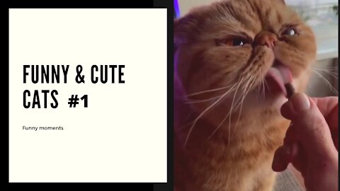 Cute and Funny Cats Moments #3