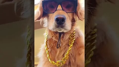 Looks like the dog got better style. 😀 #ytshorts #shortsfeed #dog #doglover #shortsvideo #style