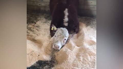 Cutest Cows